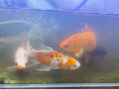 -休记光头香辣蟹干锅店(衣冠庙店)