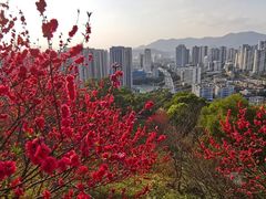 -金鸡山公园