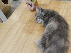 -楼上猫咖(罗湖店)