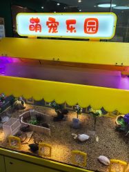 -神奇动物撸宠馆·羊驼·小浣熊·异宠(豫园店)