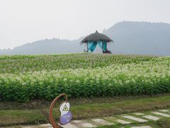 -径山花海