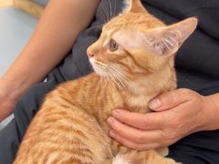 -艾贝尔宠物医院·24H转诊中心·肿瘤猫专科(江宁双龙店)