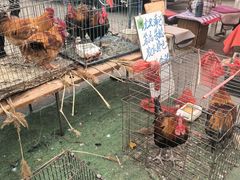 -蒲河大集
