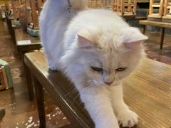 -猫猫幼稚园·撸猫·桌游·电玩