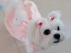 -爱侣宠医·鹦鹉专科·小型哺乳类·异宠专科(灵石路店)