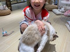 -momokira米努特·德文卷毛猫·棉花面纱犬