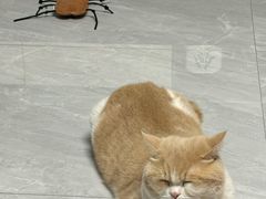 -瑞鹏宠物医院·夜间急症·心超·猫科(祖庙分店)