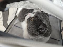 -宠福鑫动物医院(望京分院)