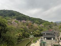 -天鹿湖森林公园