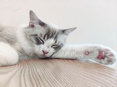 -有喵·猫咖·狗咖·40+猫狗有小奶狗(岗厦店)