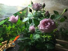 -秦美花卉(天朗·莱茵小城2期店)