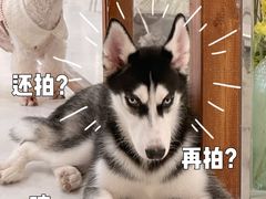 -共舞时光猫咖·狗咖(新街口店)