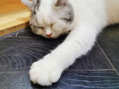 -猫色咖啡·猫咖