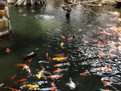 -南宫五洲植物乐园