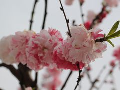 -南汇桃花村