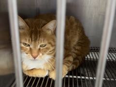 -A猫a狗全科·犬猫异宠·芥西宠物医院(南开总院)