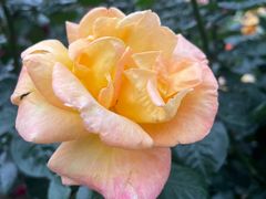 -人民公园(罗湖区)