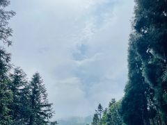 -武陵山森林公园