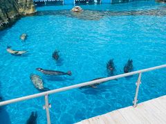 -秦皇岛乐岛海洋王国