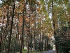 -东平国家森林公园