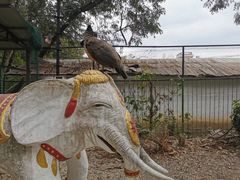 -瑞丽独树成林风景区