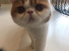 -飞行喵MR PILOT|猫舍·猫咖(静安大融城店)