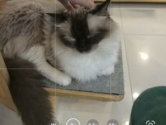 -平行世界·猫咖(首经贸店)