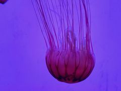 -沈阳海洋探索中心