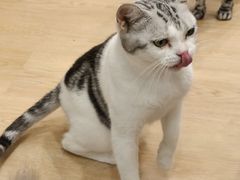-有喵·猫咖·狗咖·30几只猫10只小狗(岗厦店)