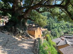 -杨家堂村