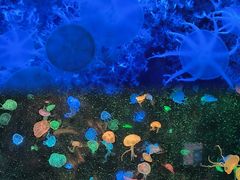 -珠海长隆海洋王国