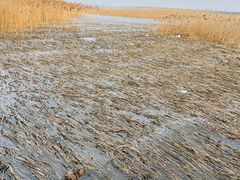 -上海吴淞炮台湾国家湿地公园