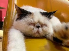 -猫色咖啡·猫咖