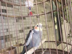 -小厨娘淮扬菜(六合欢乐港店)