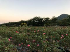 -亚龙湾国际玫瑰谷