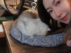 -猫猫幼稚园·撸猫·桌游·电玩