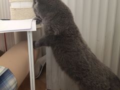 -米宠家·撸猫猫咖小萌宠·猫咪洗澡·猫咪寄养(高新大都荟店)