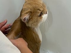 -momokira米努特·德文卷毛猫·棉花面纱犬