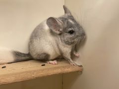 -龙猫仔乐园(惠福东路店)