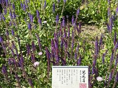 -翠湖国家城市湿地公园