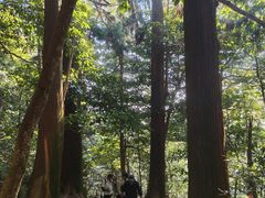 -天目山大树王景区