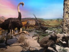 -国家自然博物馆