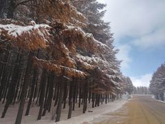 -塞罕坝国家级自然保护区