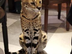 -猫小院猫主题餐厅(三里屯店)