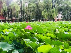 -四川大学(望江校区)
