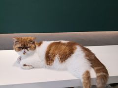 -飞行喵MR PILOT|猫舍·猫咖(静安大融城店)