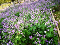 -白塘生态植物园