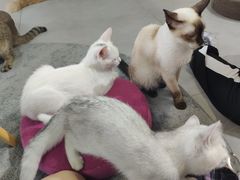 -Heymao猫咖.咖啡厅(东门店)