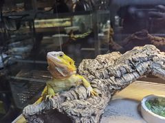 -酷以爬仙阁实体爬宠店·守宫·蜥蜴·专业繁育