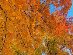 -大兴滨河森林公园